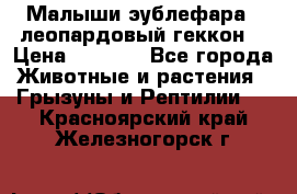 Малыши эублефара ( леопардовый геккон) › Цена ­ 1 500 - Все города Животные и растения » Грызуны и Рептилии   . Красноярский край,Железногорск г.